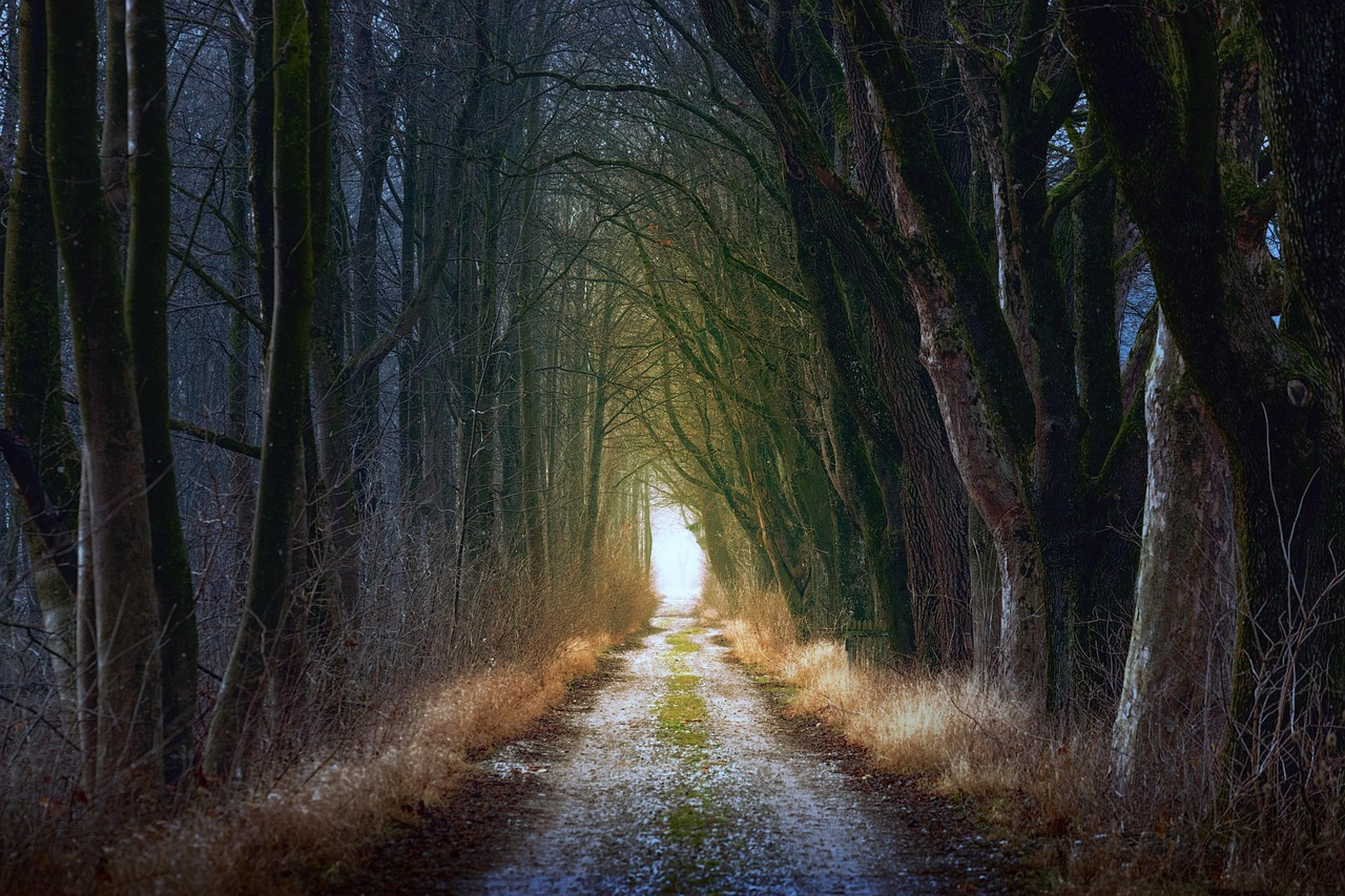A fork in a road representing the choice between two different financial strategies.