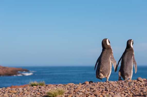Two penguins standing on a beach in the Patagonia region of Argentina.