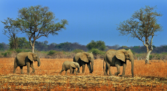A herd of elephants walking through the Luangwa River valley in Zambia.