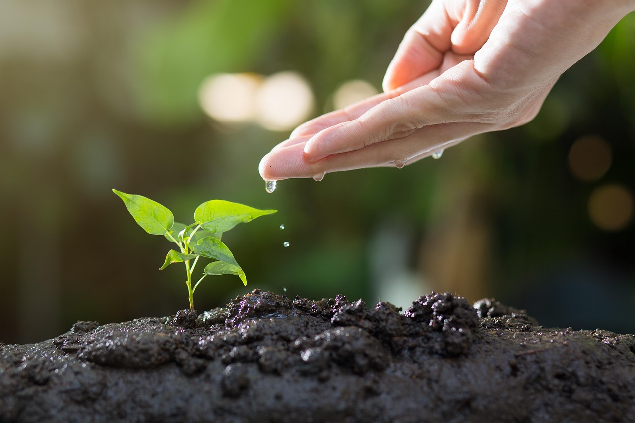 A small green seedling growing out of dark soil mixed with coins, representing long-term wealth building.