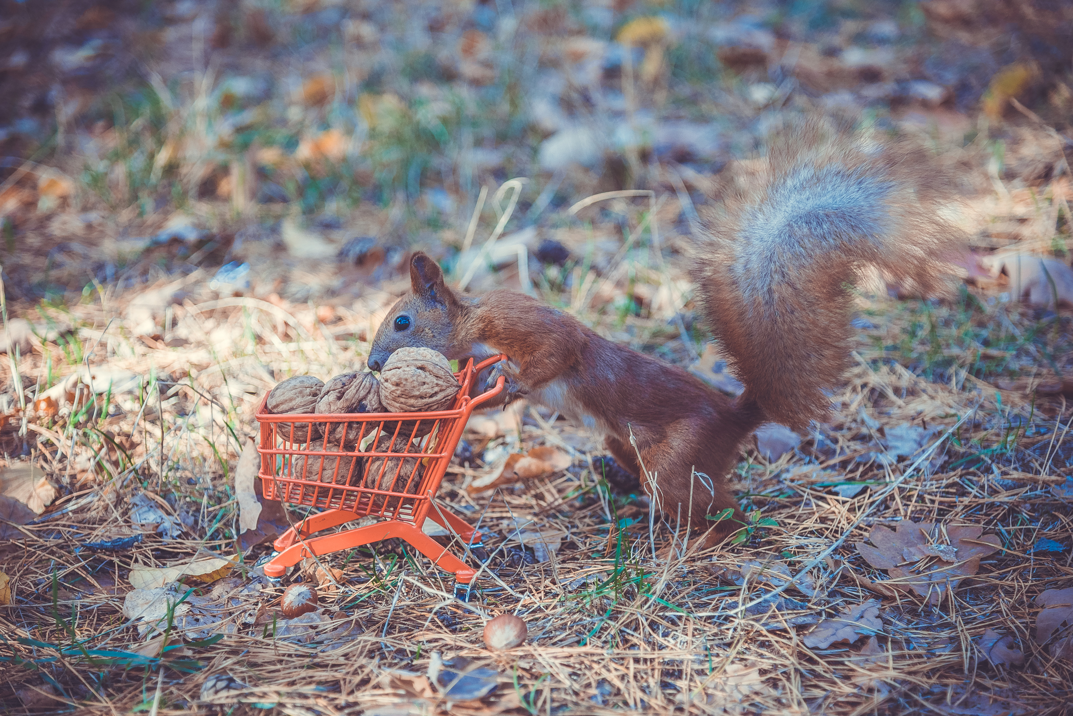 A squirrel pushing a small shopping cart filled with walnuts.